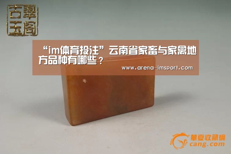 im体育分部